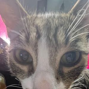 Meet your Posher, Mysterious